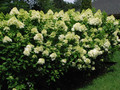 Hortensja bukietowa (Hydrangea) Little Lime c3 30-45cm 3