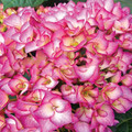 Hortensja ogrodowa (Hydrangea) Grafin Cosel sadzonka