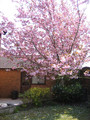 Wiśnia piłkowana (Prunus serrulata)  Kanzan 80-100 cm 4