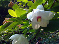 Magnolia Siebolda (Magnolia sieboldii) pachnąca c4 70-100cm 4