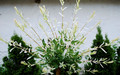Wierzba (Salix integra) Hakuro Nishiki na pniu 100cm 3