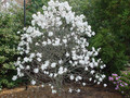 Magnolia gwiaździsta biała (Magnolia stellata) c2 80-100cm 4