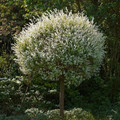 Wierzba (Salix integra) Hakuro Nishiki na pniu 100cm