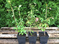 Trzmielina oskrzydlona - płonący krzew c1 20-35 cm sadzonka 9
