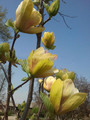 Magnolia Sunsation c5 90-120cm 5