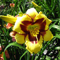 Liliowiec (Hemerocallis) El Desperado c3 sadzonka