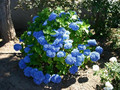 Hortensja ogrodowa (Hydrangea) Nikko Blue c3 20-40cm 5