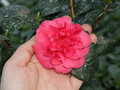 Kamelia japońska (Camellia japonica) Lady Campbell sadzonka 3