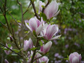 Magnolia Fragrant Cloud c3 50-80cm 1