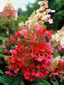 Hortensja bukietowa (Hydrangea) Pinky Winky c3 20-40cm 4