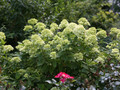 Hortensja bukietowa (Hydrangea) Little Lime c3 30-45cm 8