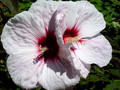 Hibiskus bylinowy (Hibiscus) Kopper King sadzonka  5