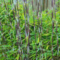 Bambus mrozoodporny (Fargesia nitida) Black Pearl Fargezja lśniąca c3 100-120cm