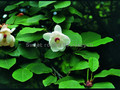 Magnolia Siebolda c5 230-260cm - tylko odbiór osobisty! 2