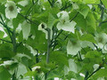 Dawidia chińska Davidia var. Vilmorina - drzewo chusteczkowe c5 150-180cm 3