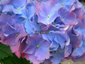 Hortensja ogrodowa (Hydrangea) Renate c2 30-40cm 3