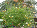 Milin amerykański (Campsis) Flava - roślina pnąca 80-100cm 5