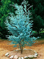 Eukaliptus niebieski (Eukaliptus gunnii) sadzonka 80-100cm 1