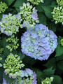 Hortensja ogrodowa (Hydrangea) Jip Blue c3 20-30cm 3