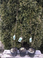 Klon strzępiastokory, cynamonowy (Acer griseum) c4 100-120cm  9