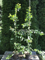 Parocja perska (Parrotia persica) c5 120-150cm 9
