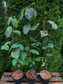 Dawidia chińska Davidia var. Vilmorina - drzewo chusteczkowe c5 100-120cm 5