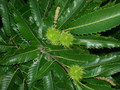 Kasztan jadalny (Castanea sativa) c2 30-50cm  4