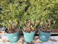 Hortensja ogrodowa (Hydrangea) Revolution sadzonka 10-15cm 5
