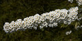 Tawuła szara (Spiraea cinera) Grefsheim 50-70cm sadzonka 7