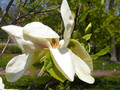 Magnolia Banana Split c3 50-75cm 1
