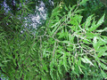 Buk czerwonolistny (Fagus sylvatica) Asplenifolia c4 70-100cm 4