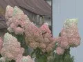 86b87555ed3ae5c509566291be319c4e