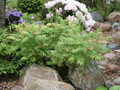 Tawlina jarzębolistna (Sorbaria sorbifolia) Sem c2 60-80cm 3