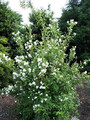 Jaśminowiec (Philadelphus) Bouquet Blanc c2 50-70cm 4