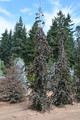 Buk kolumnowy czerwonolist. (Fagus sylvatica) Purple Fountain c3 120-150cm 5