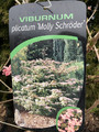 Kalina japońska (Viburnum plicatum) Molly Schroeder c5 35-50cm  5