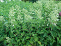 Hortensja bukietowa (Hydrangea) Levana c2 35-50cm 5