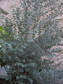 Eukaliptus górski (Eukaliptus gunnii) drzewko c3 80-100cm 6
