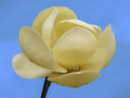 Magnolia Honey Tulip c5 35-55cm 3
