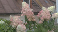 Hortensja bukietowa na pniu (Hydrangea) Vanille Fraise c7,5 120-170cm 7