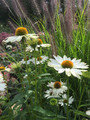 Jeżówka purpurowa (Echinacea) Innocent Meadow Mama sadzonka 4