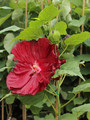 Hibiskus bylinowy (Hibiscus moscheutos) Robert Fleming sadzonka 4