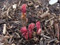 Piwonia drzewiasta (Paeonia suffruticosa) odm. chińska lila sadzonka 5