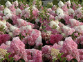 Hortensja bukietowa na pniu (Hydrangea) Vanille Fraise c3 60-90cm 5