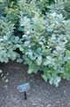 Fothergilla gardenii (Fothergilla Gardena) Blue Mist c2 20-30cm 4