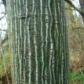 Klon zielonokory (Acer tegmentosum) c3 60-90cm