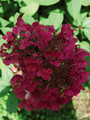 Hortensja bukietowa (Hydrangea) Wim's Red c3 40-70cm 1