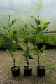 Magnolia Pickard's Garnet c5 70-100cm 4