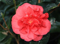  Kamelia japońska (Camellia japonica) Lady Campbell c2 90-100cm 6