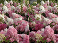 Hortensja bukietowa (Hydrangea) Vanille Fraise c3 30-40cm 5